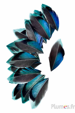 Blütenblätter aus Federn - 5-8 cm x 3-4 cm - tannengrün-schwarz